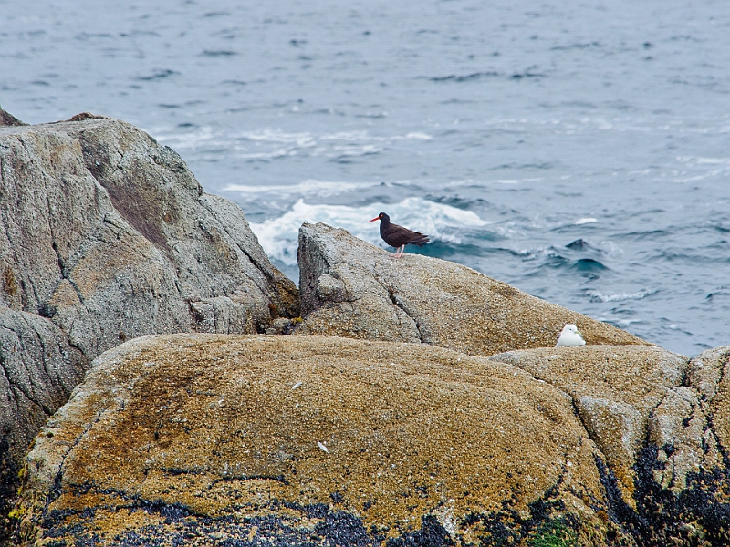Alaska Wildlife-66.JPG